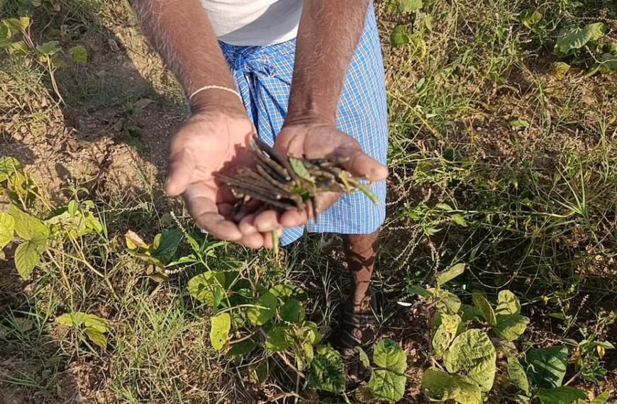 पाली में कमजोर मानसून से किसान परेशान, ‘फसलें जल गईं, बच्चों की फीस के पैसे नहीं’
