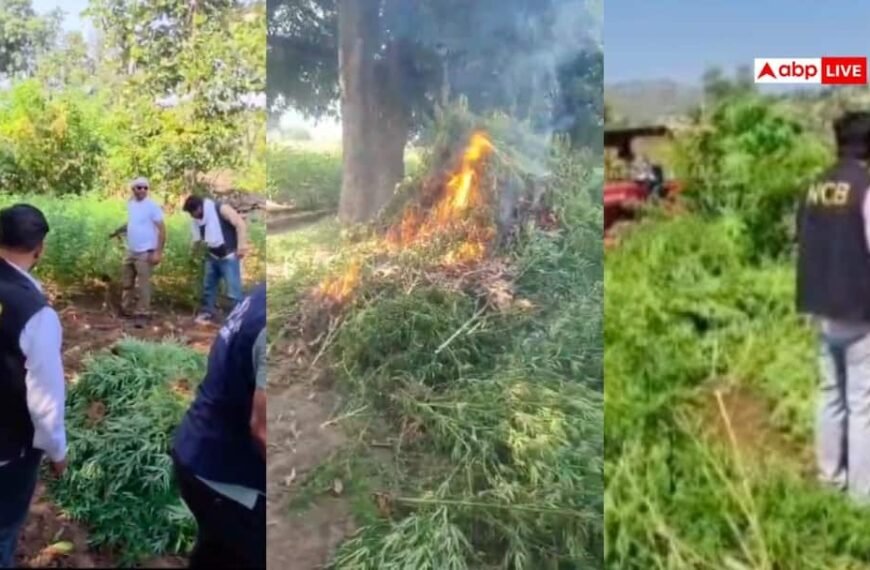 राजस्थान: 200 करोड़ रुपये की गांजे की फसल पककर तैयार, ANTF ने किया नष्ट